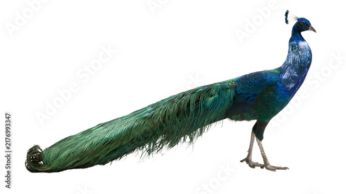 Foto Vibrant blue and green male peacock standing with long elegant tail feathers