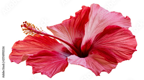 Obraz na plátne Vibrant red and pink hibiscus flower with prominent yellow stamen