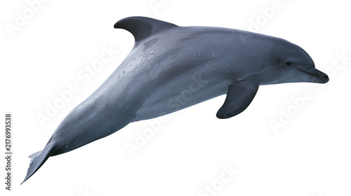 Quadro su tela Grey bottlenose dolphin swimming with wet skin texture