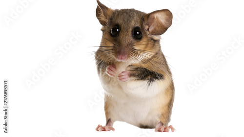 Quadro su tela Small brown African dormouse standing upright with large dark eyes and whiskers