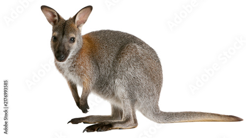Bild auf Leinwand Young wallaby standing upright with grey and brown fur