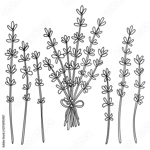 set of black and white line art of thyme leaves for coloring page