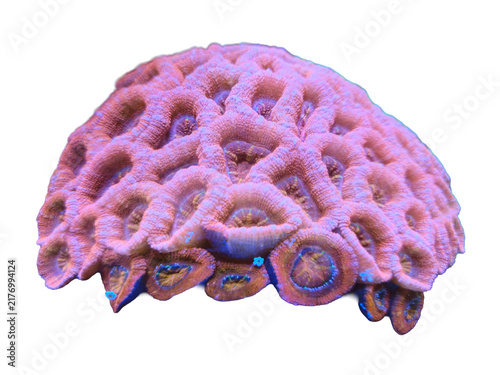 Foto Pink corals, marine invertebrate animals of the phylum Cnidaria underwater