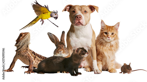 Bild auf Leinwand Group of diverse domestic pets including a dog cat rabbit ferret lizard, bird