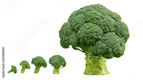 Foto Fresh green broccoli florets arranged in a row from smallest to largest size