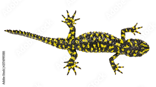 Принти на полотні Black and yellow spotted warty newt lizard top view