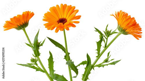 Bild auf Leinwand Three vibrant orange calendula flowers with green stems and serrated leaves
