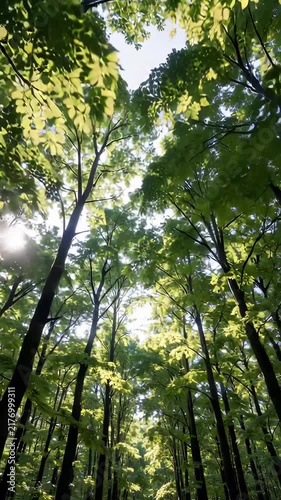 Sunlight filtering through lush green forest canopy, nature scene in woods