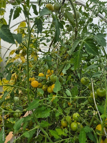 Canvastavla Vertical close up of ripening yellow and green cherry tomatoes on the vine