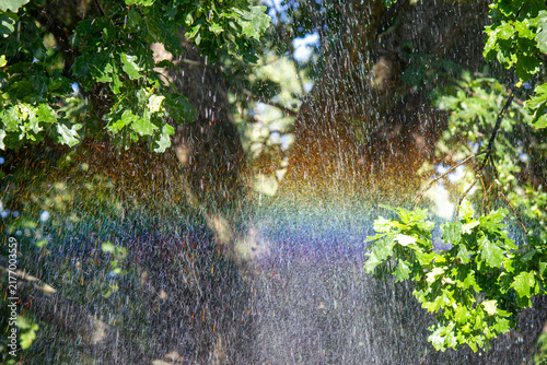 Bright rainbow refracting through water spray in green oak tree forest