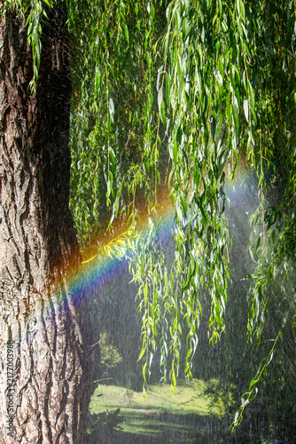 Bright rainbow refracting through water spray near green weeping willow tree foliage