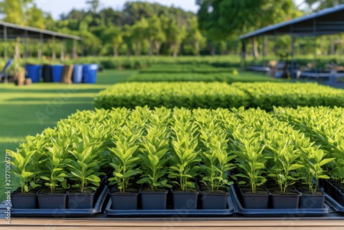 Reforestation nursery environment with rows of native seedlings, planting trays, irrigation lines, soil containers, gardening tools, shade structures, and organized ecological restoration materials