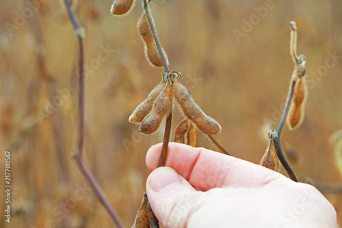 soy in hand. elite soybeans in the farmer's hand, holding his fingers. full pods of soybeans. autumn season. harvesting, autumn harvest, close-up, macro photo. good harvest in an agricultural field
