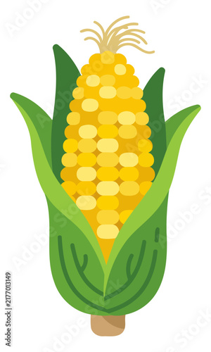 Fresh ear of corn with green husks isolated on white background