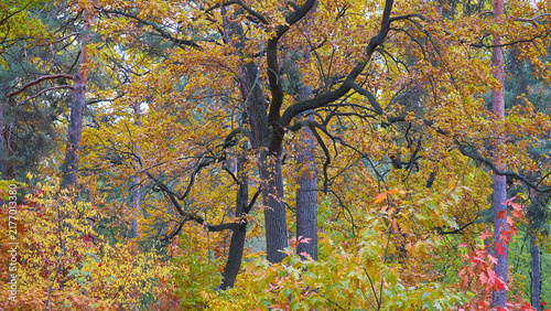 Autumn forest grace.Oak tree in colored foliage