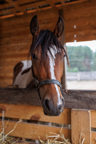 Canvastavla Front portrait of a brown pinto horse with a white stripe on its face inside a w