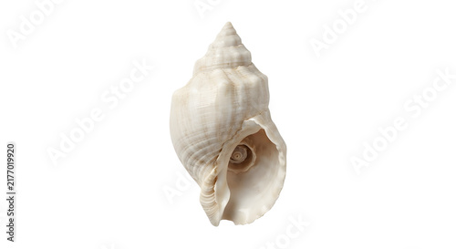 Fotografía Beautiful white sea shell conch isolated on black background