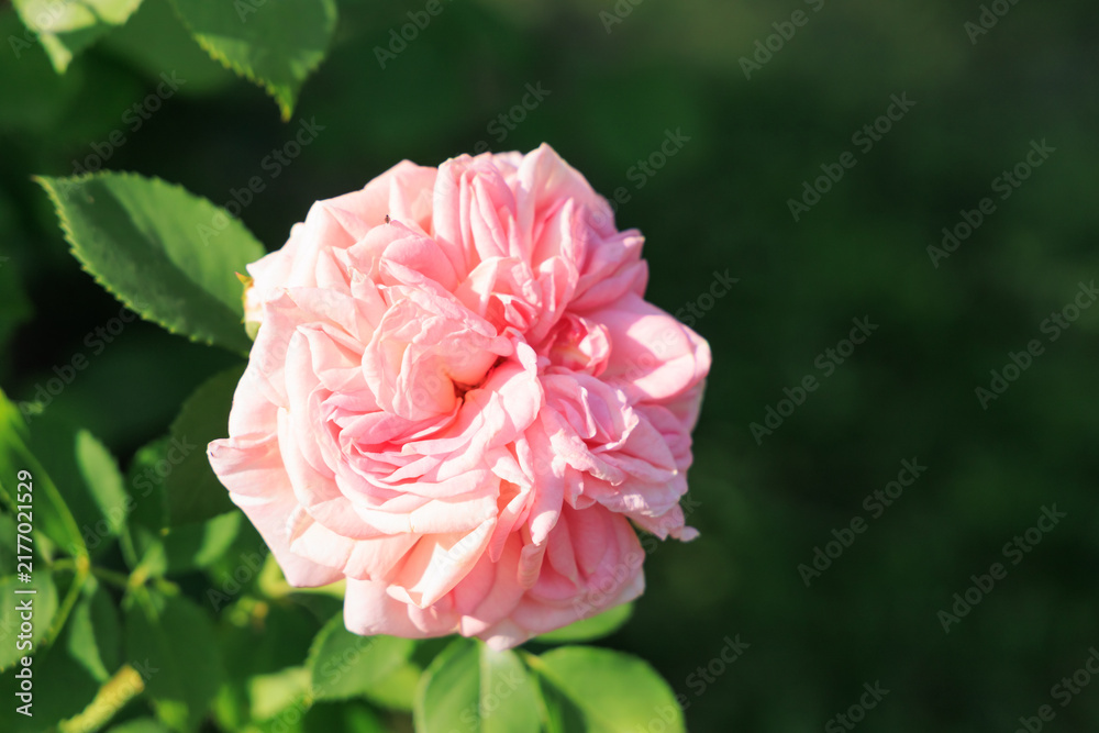 Fototapeta premium Varietal rose blooms in a garden with green leaves on a sunny day