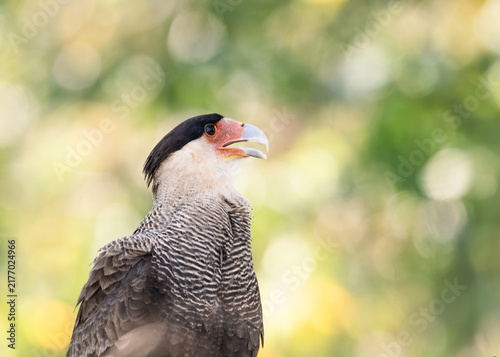 Canvas Print caracara portrait