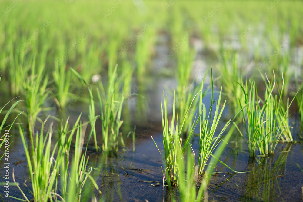 Obraz premium Vibrant Green Rice Sprouts in Flooded Paddy Field