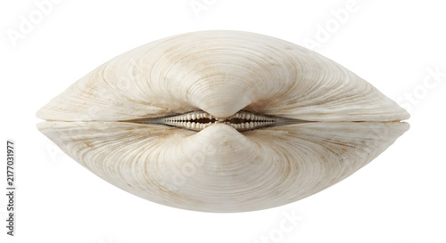 Canvas Print Detailed white bivalve clam seashell showing hinge teeth isolated on black backg