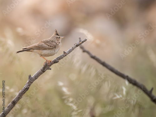 Foto Crested lark Galerida cristata perched on a dry branch