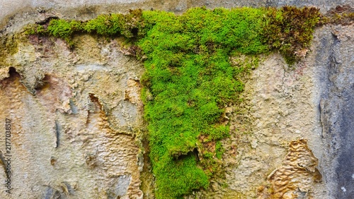 Green moss and small plants growing on a stone wall texture background. Green Moss Growing Between Natural Rocks