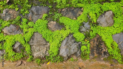 Green moss and small plants growing on a stone wall texture background. Green Moss Growing Between Natural Rocks