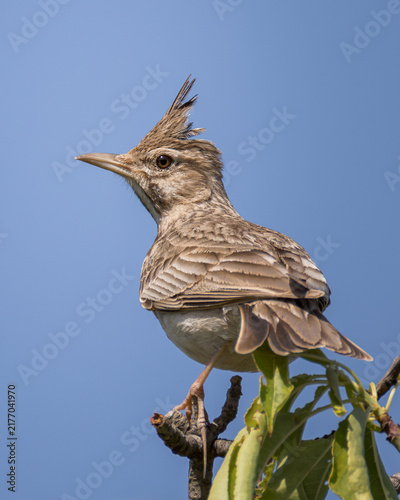 Foto Crested lark Galerida cristata perched high on a tree branch with green leaves