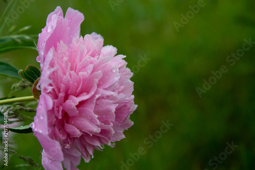 The delicate pink peonies are blooming beautifully.