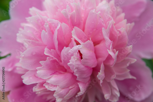 The delicate pink peonies are blooming beautifully.