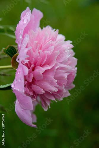 The delicate pink peonies are blooming beautifully.
