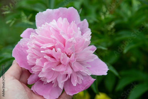 The delicate pink peonies are blooming beautifully.