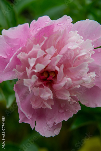 The delicate pink peonies are blooming beautifully.