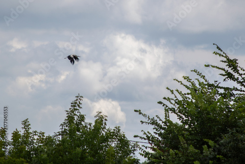 White stork flying in the sky