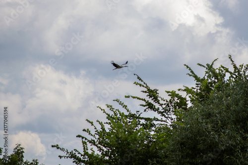 White stork flying in the sky