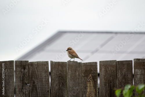 A little sparrow sits on an old wooden fence