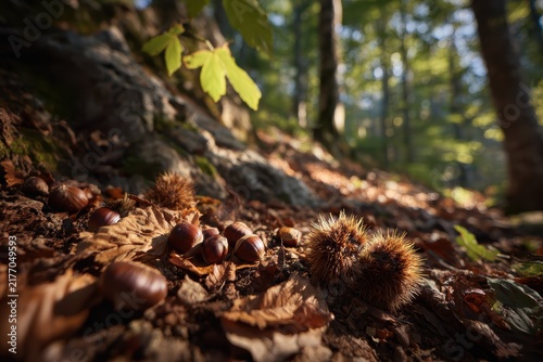 Fall season in an ancient chestnut forest. Harvest time with chestnuts and hedgehogs on the forest floor. View from below showcasing typical autumn fruits