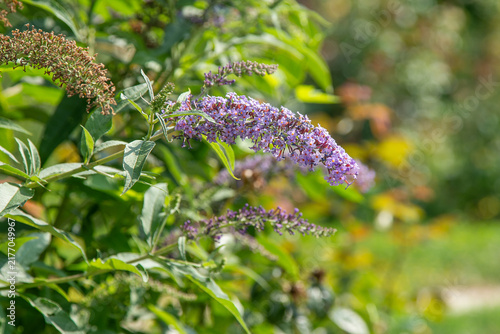Buddleja davidii flower of a purple ornamental shrub