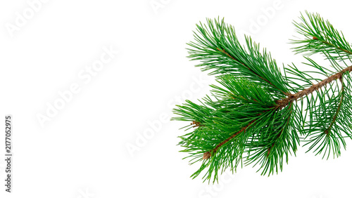 Green pine conifer branch fresh tree needles isolated on transparent background for Christmas holiday season graphics.