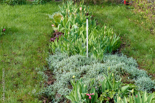 Obraz na płótnie beautiful green city flower bed in the evening in spring