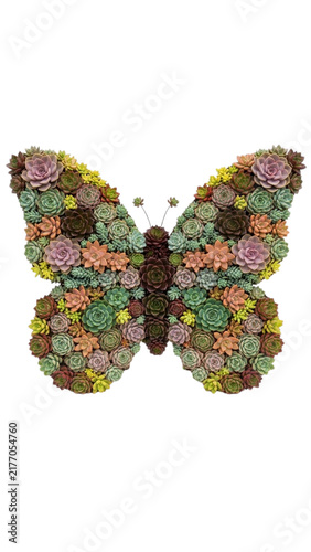 Butterfly shape made of colorful succulent plants isolated on a white background