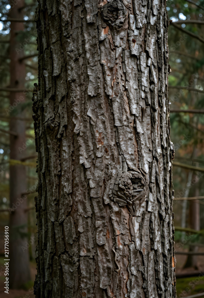 Fototapeta premium Nature conservation and forest ecology, close up of rough pine tree bark texture with deep grooves and natural patterns in a woodland environment