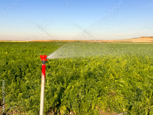Irrigation Sprinkler Watering Lush Carrot Field Under Clear Blue Sky On Sunny D