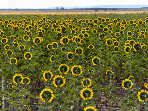 Sunflower Field At Sunrise With Rows Of Bright Yellow Sunflowers In Rural Agricultural Landscape