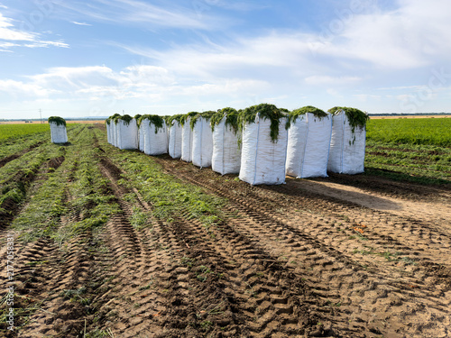 A center pivot irrigation system waters a vast green crop field beneath a clear blue sky, highlighting modern farming, efficient water management 
