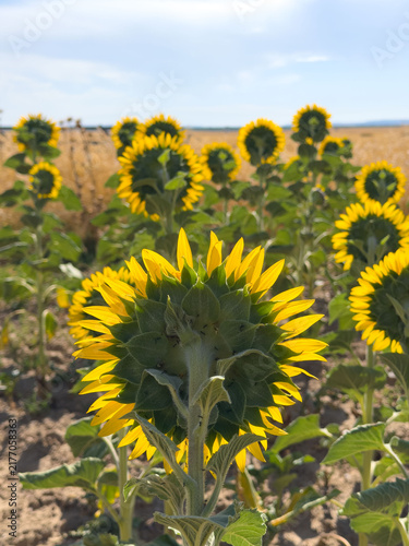 Back View Close-Up Of Sunflowers In A Sunny Summer Field With Bright Yellow Petals And Blue Sky