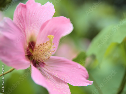 Obraz na płótnie 蒸し暑い8月に美しく咲いたピンク色のフヨウの花