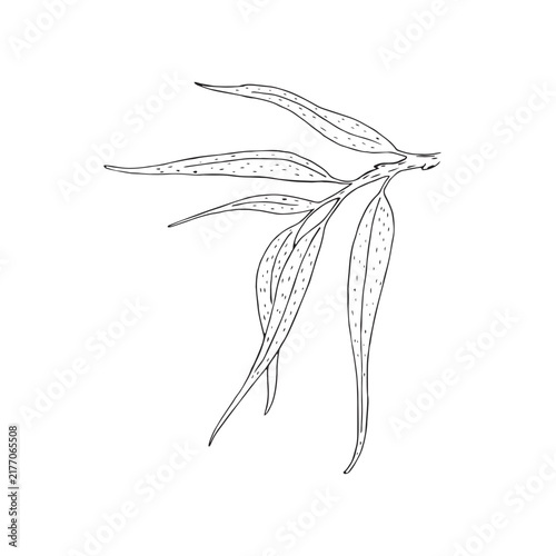 Vector illustration of black line hand drawn sea buckthorn leaves isolated on white background