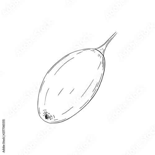 Vector illustration of black line hand drawn sea buckthorn berry isolated on white background